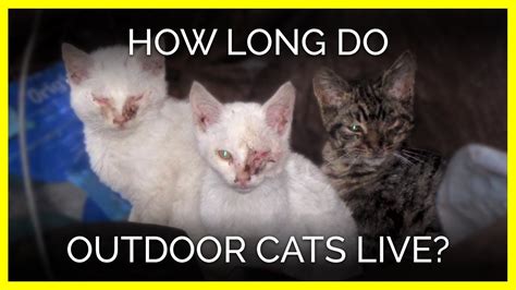 how long do indoor-outdoor cats live and should they be allowed to roam freely?