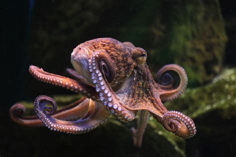 What Is Octopus in Football: A Multi-Faceted Exploration